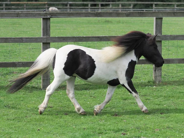 一只可爱的设得兰小马在围场里自由地小跑 — 图库照片