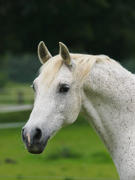 Colpo Alla Testa Cavallo Arabo Grigio Inzuppato Recinto — Foto Stock