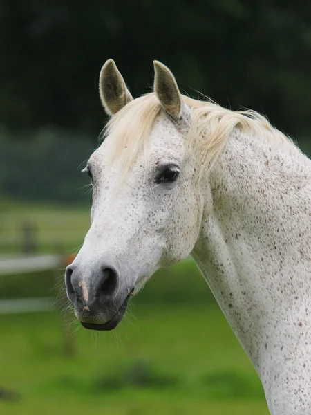 在围场里拍到一匹斑斑斑驳的灰色阿拉伯马的头像 — 图库照片