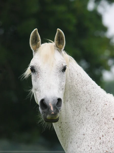 Tiro Cabeza Caballo Árabe Gris Moteado Paddock — Foto de Stock