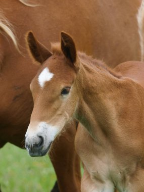 Nadir bir cins Suffolk Yaz otlağında kısrak ve tayı yumrukluyor.