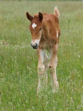 Nadir bir tür Suffolk yaz otlağında tay yumrukluyor..
