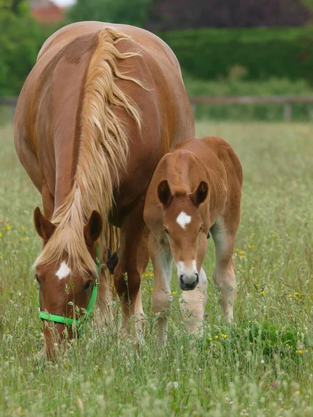 Rare Breed Suffolk Punch Mare Foal Summer Paddock — Stock Photo, Image