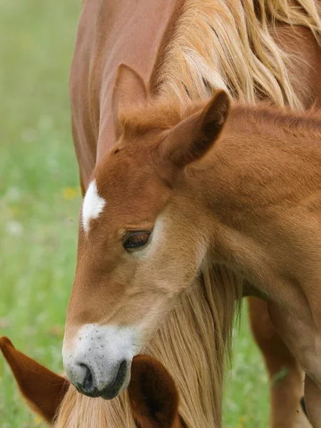 Rzadka Rasa Klacz Suffolk Punch Źrebak Letnim Padoku — Zdjęcie stockowe