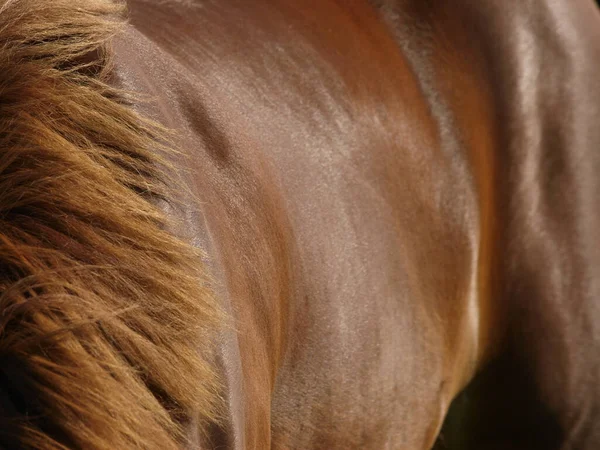 Resumo Lado Cavalo Mostrando Brilho Saudável Seu Casaco Condição — Fotografia de Stock