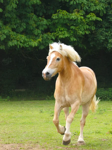 Krásný Hafflinger Kůň Cválá Volně Ohradě — Stock fotografie