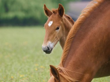 Bir Suffolk tayı annesinin boynunun arkasından dışarı çıkar..