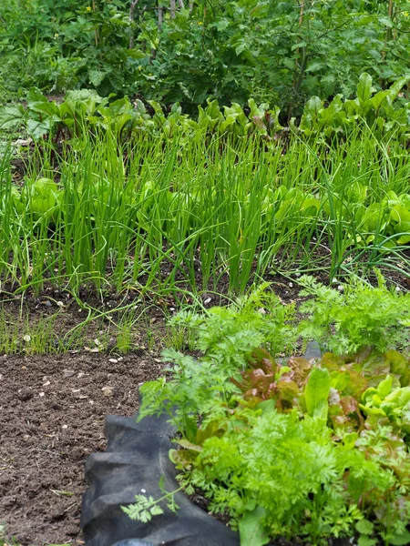 Küçük bir arka bahçe sebze bahçesi. Salata ekinleri yetiştiriyor..