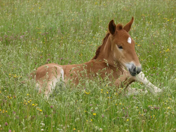 Rare Breed Suffolk Punch Foal Lays Long Summer Grass — Stock Photo, Image