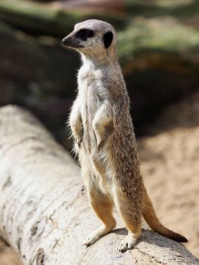 Tatlı bir mirket duruyor ve tetikte..