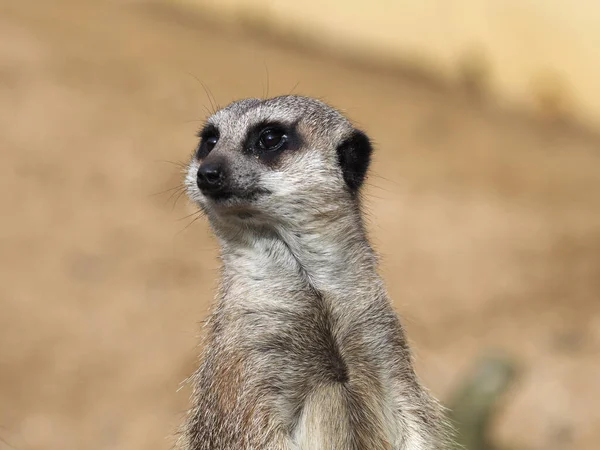 Ein Niedliches Erdmännchen Steht Und Schaut Aufmerksam — Stockfoto