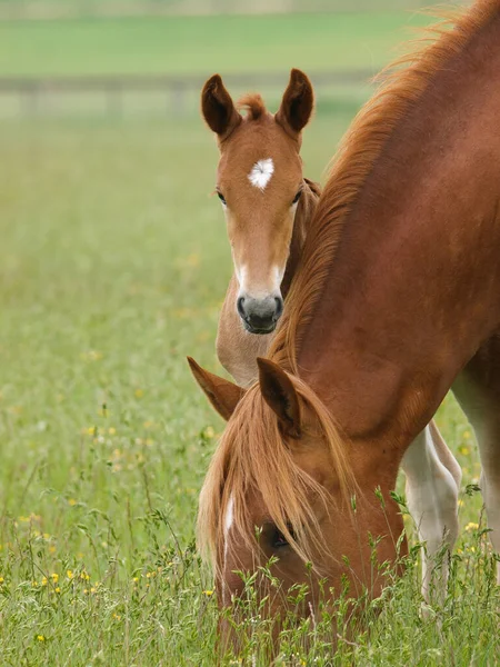 Źrebak Suffolk Punch Wydziera Się Zza Szyi Matki — Zdjęcie stockowe