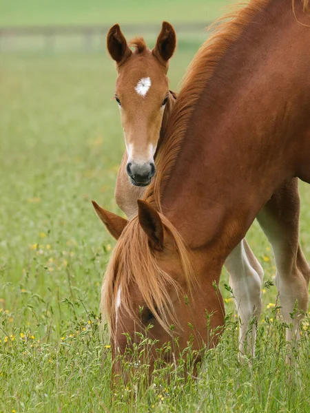 Źrebak Suffolk Punch Wydziera Się Zza Szyi Matki — Zdjęcie stockowe