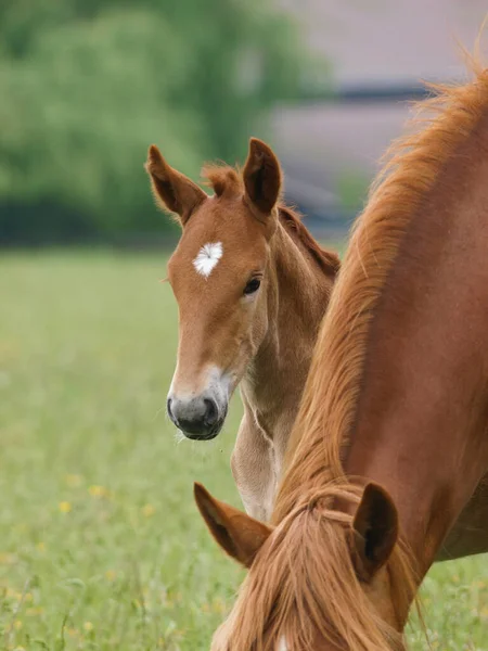 Ein Fohlen Von Suffolk Punch Lugt Hinter Dem Hals Seiner lizenzfreie Stockbilder