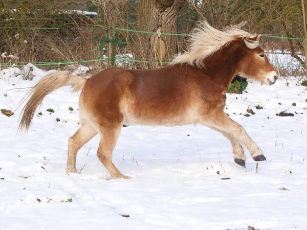 Ein Haflinger Genießt Die Freiheit Auf Einer Verschneiten Koppel — Stockfoto