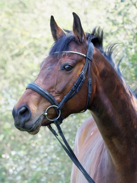 Joli Cheval Baie Dans Une Bride Contre Une Haie Verte — Photo