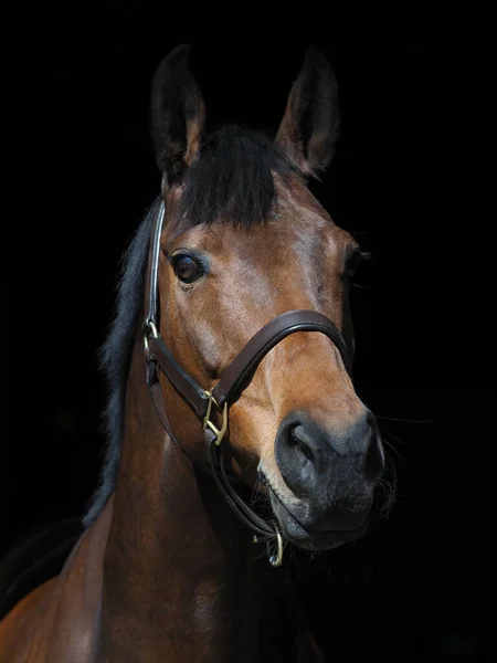 Joli Cheval Baie Dans Collier Tête Tient Porte Écurie — Photo