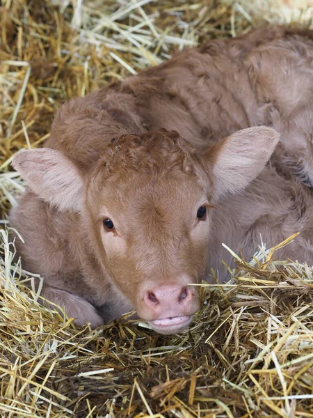 Head Shot Very Young Calf Laying Straw Bed — Stock Photo, Image