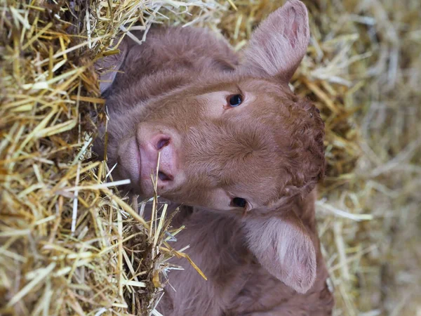 Head Shot Very Young Calf Laying Straw Bed — Stock Photo, Image