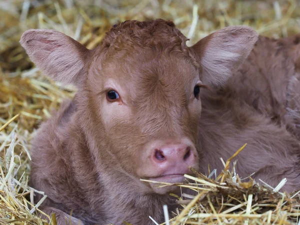 Head Shot Very Young Calf Laying Straw Bed — Stock Photo, Image