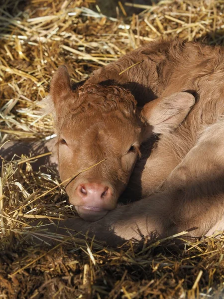 Head Shot Very Young Calf Laying Straw Bed — Stock Photo, Image