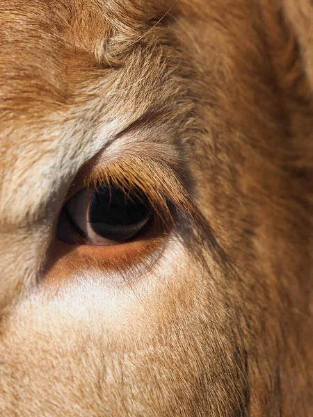 A close up shot showing the eye and side of the face of a cow.