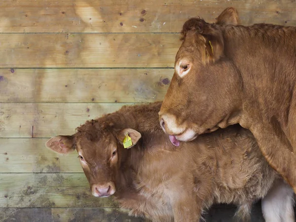 Tiro Cabeza Una Vaca Ternero Joven —  Fotos de Stock