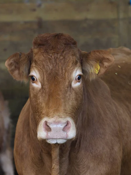 Tiro Cabeza Una Vaca Comercial Cobertizo Vacas —  Fotos de Stock