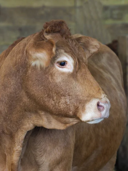 Tiro Cabeza Una Vaca Comercial Cobertizo Vacas —  Fotos de Stock