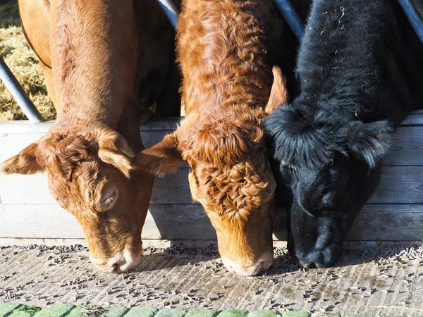 Три Французских Породы Скота Питаются Орехами Сарае Скота — стоковое фото