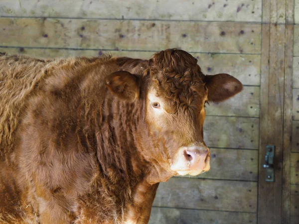 Tiro Cabeza Una Vaca Comercial Cobertizo Vacas —  Fotos de Stock