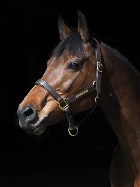 Ein Hübsches Braunes Pferd Halsband Steht Vor Der Stalltür — Stockfoto