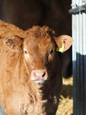 İnek ahırındaki ticari bir ineğin vesikalık fotoğrafı..