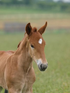 Nadir bir cins Suffolk Punch tayının vesikalığı..