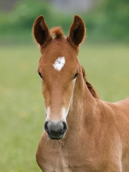 Strzał Głowę Rzadkiej Rasy Źrebaka Suffolk Punch — Zdjęcie stockowe