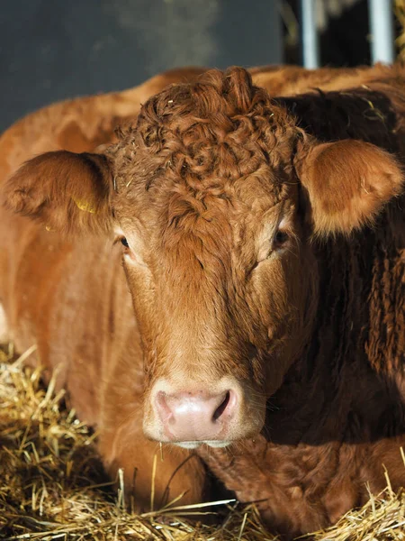 Tiro Cabeza Una Vaca Comercial Cobertizo Vacas —  Fotos de Stock