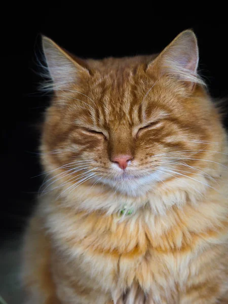 一只漂亮的姜黄猫闭上眼睛 好像睡着了似的 — 图库照片