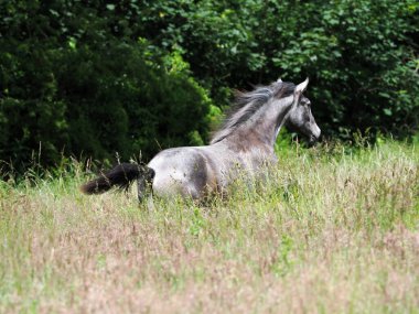 Genç, koyu gri bir at, yaz otlaklarında özgürce homurdanıyor..