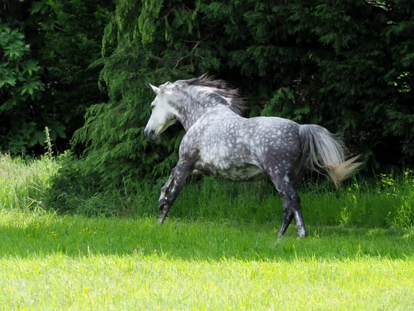 夏のパドックを通って自由に美しいリンゴの灰色の馬のキャンター — ストック写真