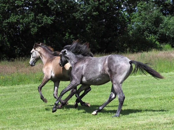 Dos Caballos Muy Jóvenes Canter Jugar Paddock Verano — Foto de Stock