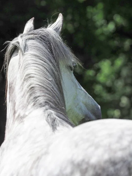 Caballo Gris Disparado Desde Espalda Mostrando Columna Vertebral Cuello Melena — Foto de Stock