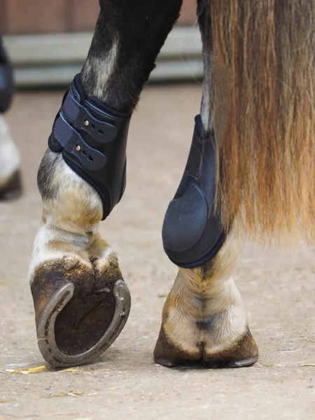 Primo Piano Degli Zoccoli Posteriori Cavallo Che Indossa Stivali Posteriori — Foto Stock