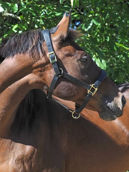 Tiro Cabeça Cavalo Baía Bonito Colar Cabeça — Fotografia de Stock