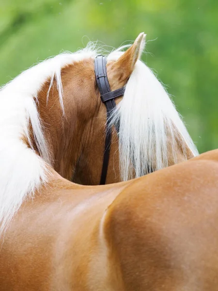 Close Das Costas Cabeça Belo Cavalo — Fotografia de Stock