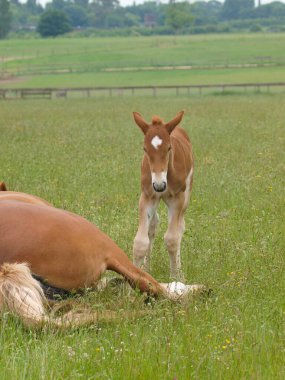 Bir Suffolk tayı, bir çayırda yatan annesinin yanında durur..