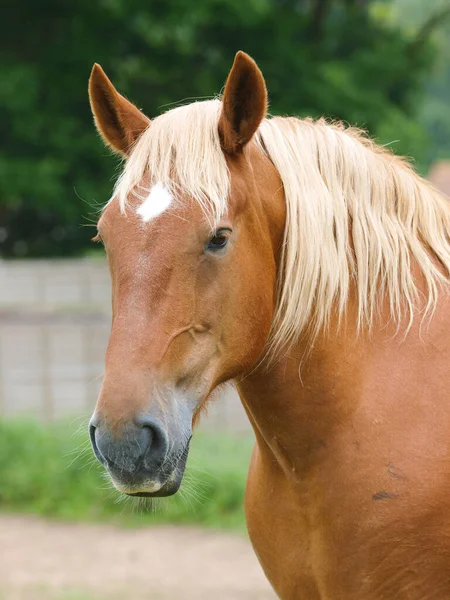 一只稀有品种萨福克庞奇母马的头像 — 图库照片