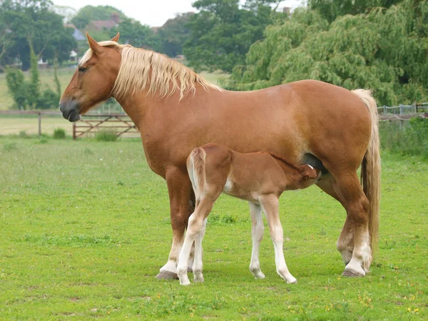 Rare Breed Suffolk Punch Mare Feeds Its Young Foal Paddock — Stock Photo, Image