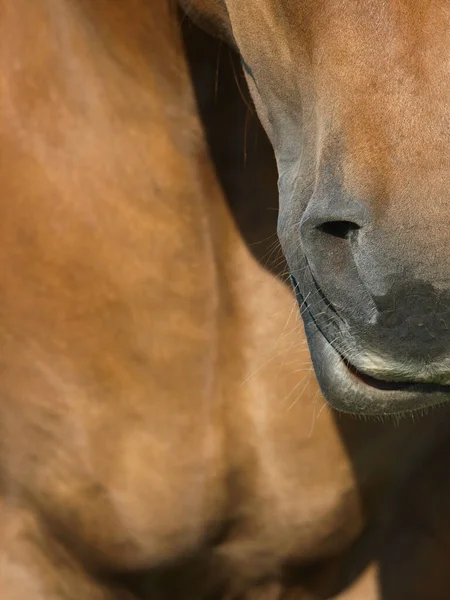 一只稀有品种的萨福克冲刺马的近身特写 — 图库照片
