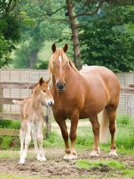 Rare Breed Suffolk Punch Mare Stands Paddock Her Young Foal — Stock Photo, Image