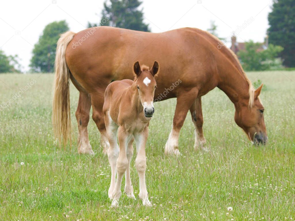 A rare breed Suffolk Punch mare stands in a paddock with her young foal